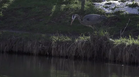 Heron catching a big fish Stock Footage 40048251