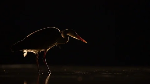 Heron catching fish in darkness Stock Footage 124809891