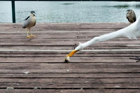 Heron Catching a Fish on the Deck Фото
