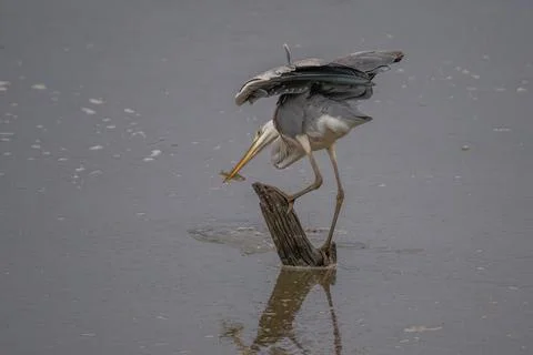 Heron catching fish Stock Photos
