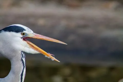 Heron Catching a Fish Stock Photos