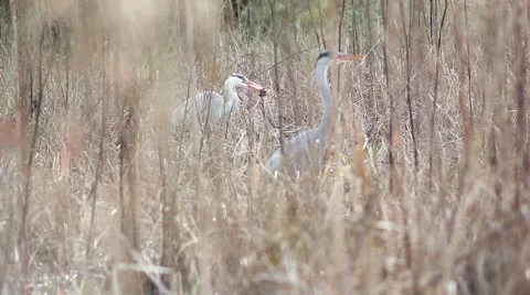 Heron catching a frog Stock Footage 41582058