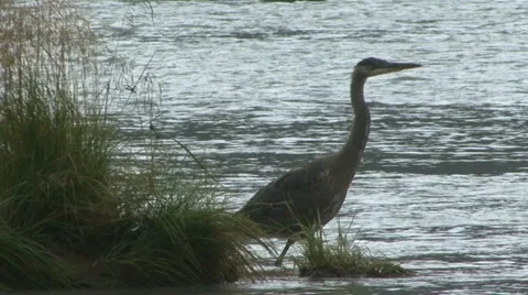HERON ON THE CHILKOOT Stock Footage