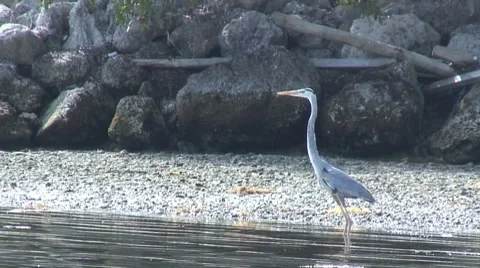 Heron circle Stock Footage 7369733