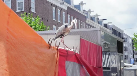 Heron in the city Stock Footage 41548367