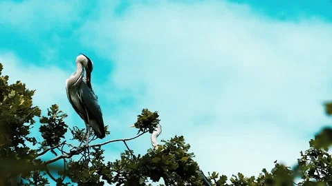 Heron cleans feathers in slow motion. Wildlife pattern for design. Stock Footage 154912358