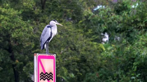 A heron cleans its feathers. Stock Footage 223019758