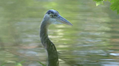 Heron Close Up 스톡 동영상 68545195