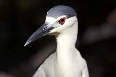 Heron Closeup Stock Photos