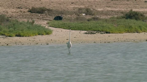 Heron in a conservation park Stock Footage 321683301