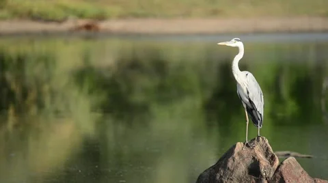 Heron at dam 스톡 동영상 50360412