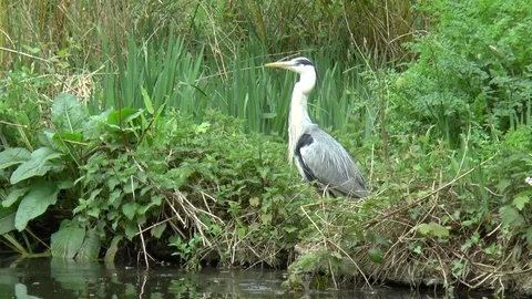 Heron in Dense Undergrowth by Lake Stock Footage 76130203
