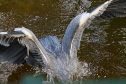 Heron Diving into Water Stock Photos