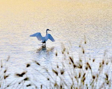 Heron Drying Stock Photos