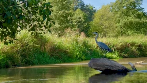 Heron during a canoe trip Stock Footage 296968660