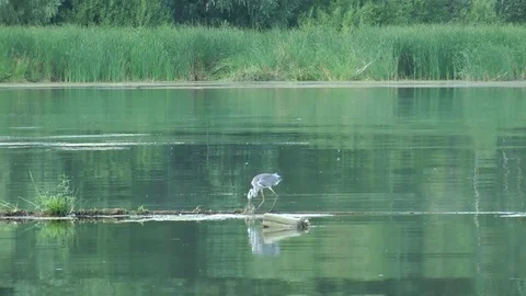 Heron eating a fish Video stock 72791951