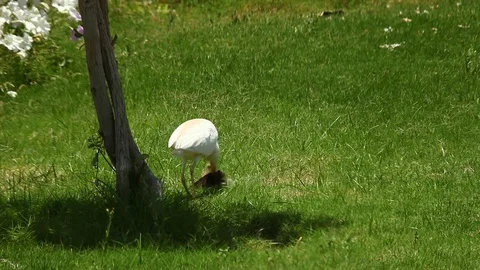 A Heron Eats A Bird Video stock 106225925