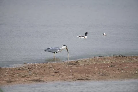 Heron with eel in beak Stock Photos