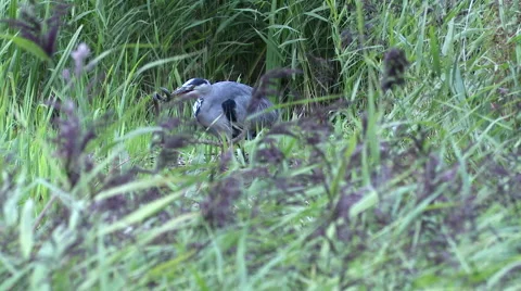 Heron with an eel wraped around its beak. Stock Footage 67351624