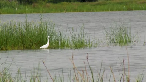 Heron egret standing in the shallow waters of a lake Video stock 254518665