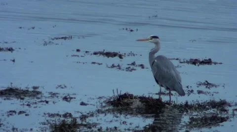 Heron Evening Light Stock Footage 44207018