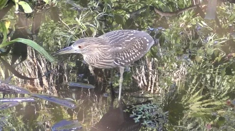 Heron in the Everglades Stock Footage 56707152