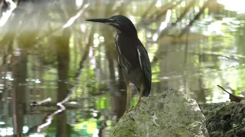 Heron in the Everglades Video stock 87091946