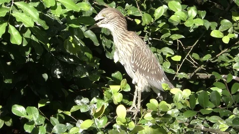 Heron in the Everglades Stock Footage 89044282
