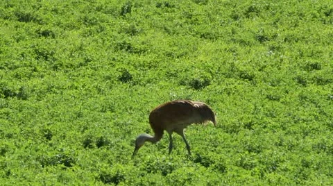 Heron in field Stock Footage 10922931