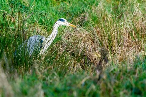 An heron in the field Stock Photos
