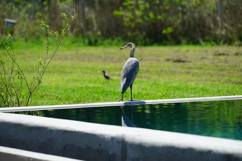 Heron in a field pool Stock Photos