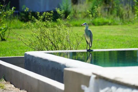 Heron in a field pool Stock Photos