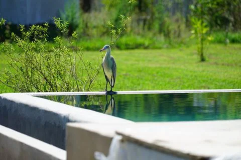 Heron in a field pool Stock Photos