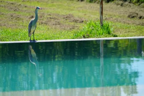 Heron in a field pool Stock Photos