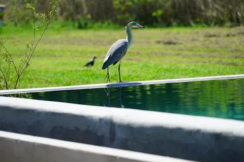 Heron in a field pool Stock Photos