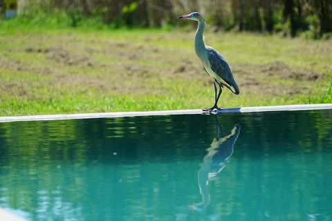 Heron in a field pool Stock Photos