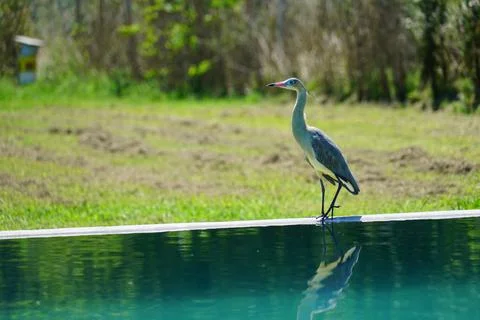 Heron in a field pool Stock Photos