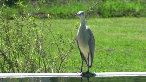 Heron in a field pool. Slow motion Stock Footage 148271225