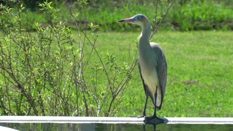 Heron in a field pool. Slow motion Stock Footage 148271254