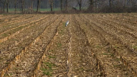 Heron in the field is resting. Video stock 155201037