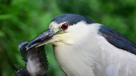Heron Fish Catch Video stock 148766633