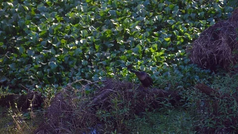 Heron with Fish  Standing in a Swamp with Swamp Lettuce Stock Footage 114989656