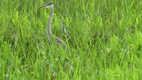 Heron fishing 動画素材 279854896