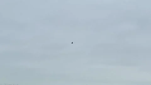 A heron flies across a cloudy sky in the British countryside Stock Footage 237078141