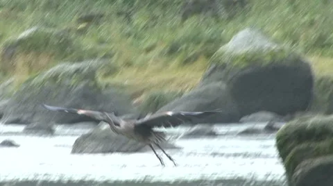 HERON FLIES TO BOULDER 動画素材 66687562