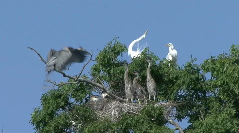 Heron Flies To Nest 库存影片 46028914