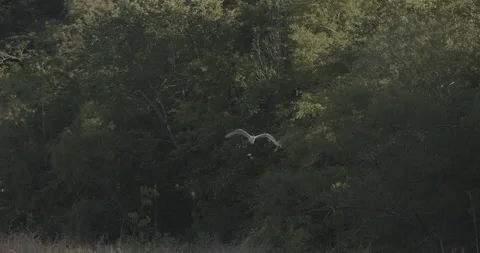 Heron Flies in Slow Motion Stock Footage 153288616