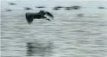 heron in flight HD Footage