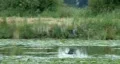 Heron in Flight Video HD