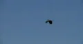 heron in flight Video HD